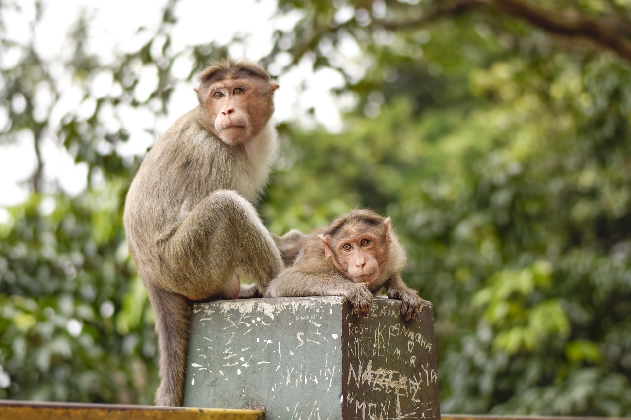 Animals in Wayanad